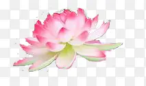 粉红莲花装饰图片