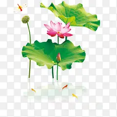 莲花莲叶绿色装饰