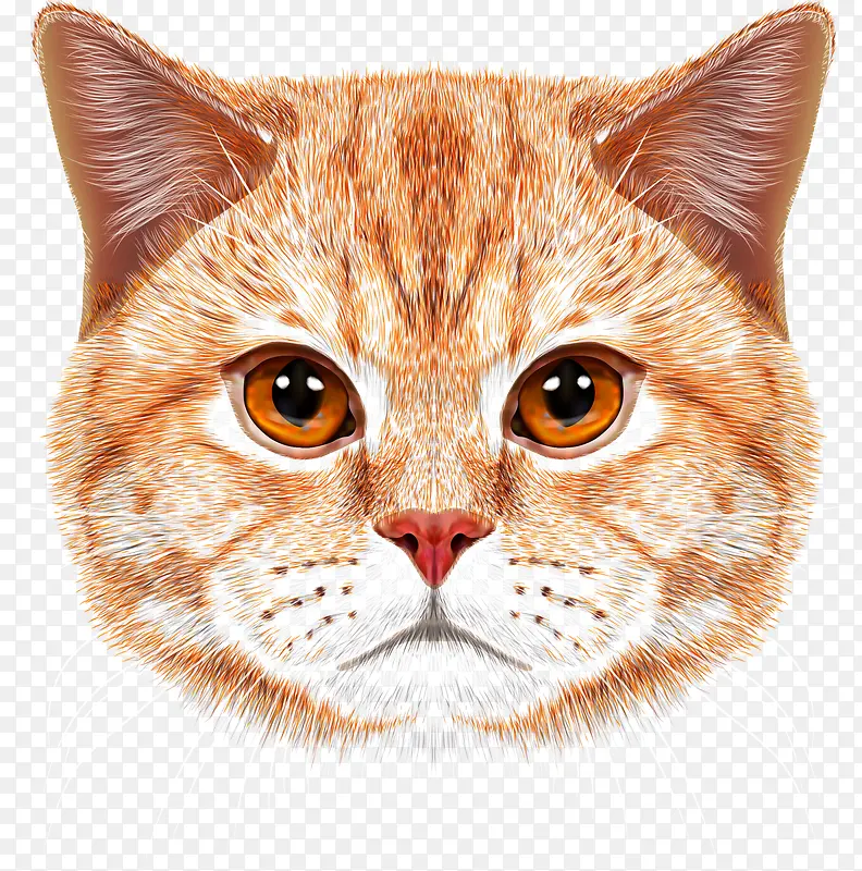 猫头