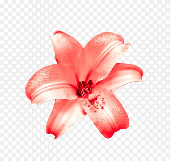 橙色的花