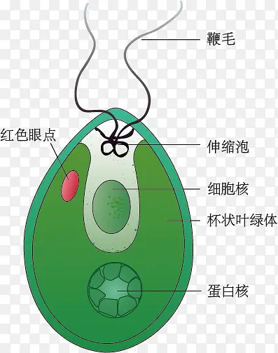 衣藻示意图