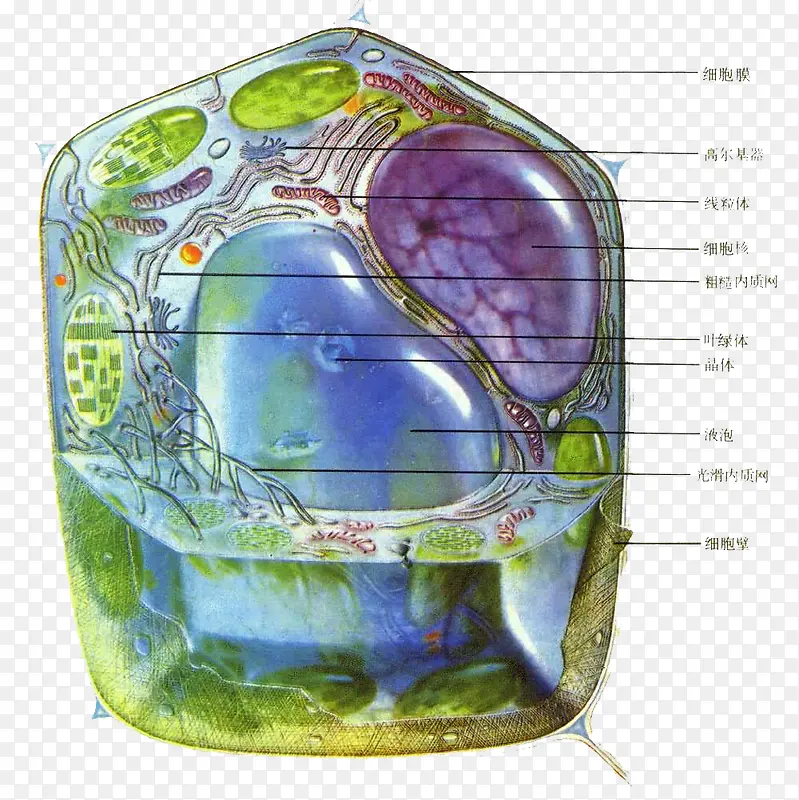 手绘生物医学细胞图示