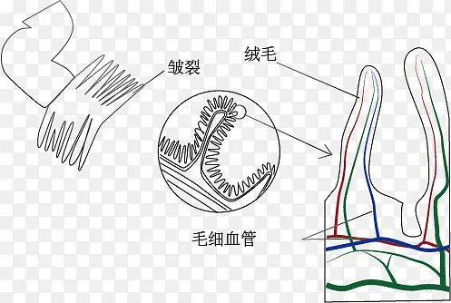 小肠示意图