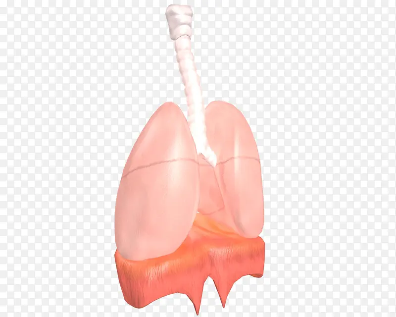 肺的模型免抠图