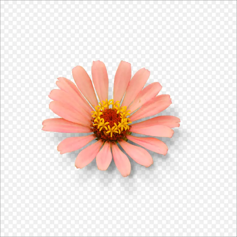 鲜花