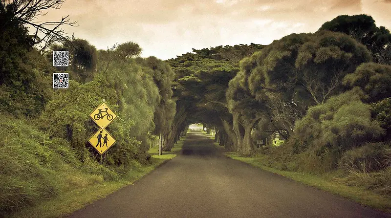 自然风景绿植被道路