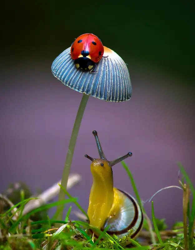 七星瓢虫趴于花朵高清壁纸