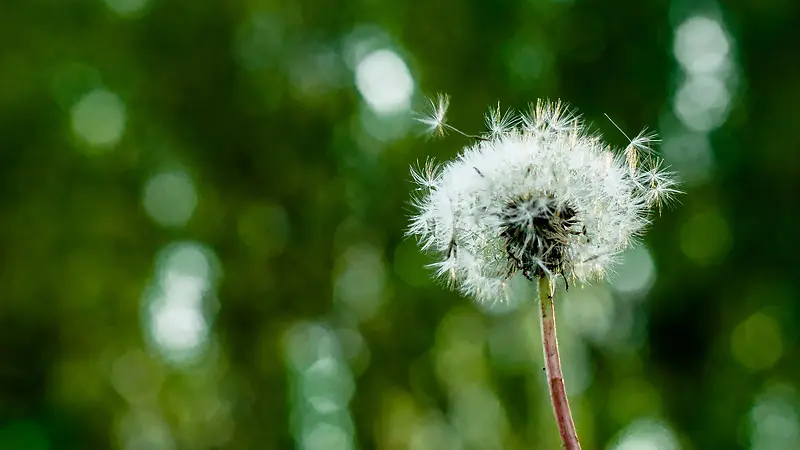 梦幻绿色树叶蒲公英