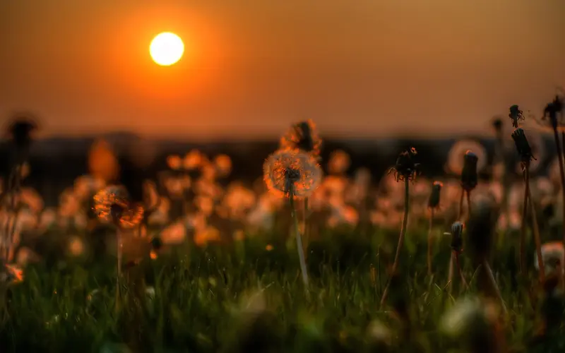 夕阳西下的蒲公英美景