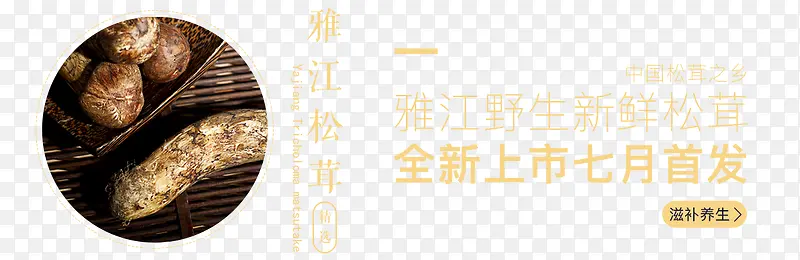 松茸banner