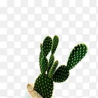 植物