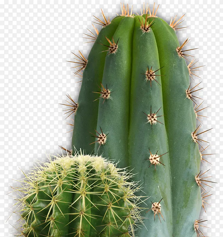 仙人掌