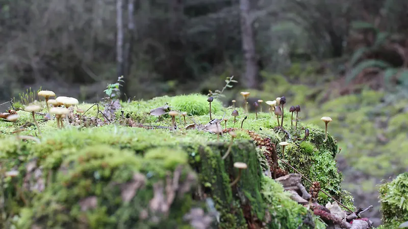 景深效果草地平面树林