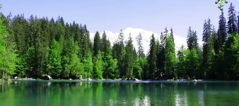 夏季绿色背景