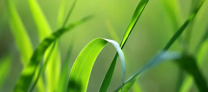 夏季绿色背景