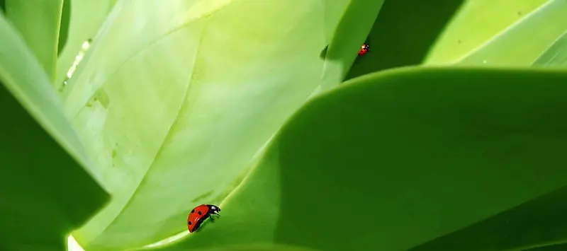 夏季绿色背景