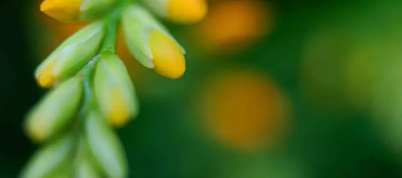 夏季绿色背景