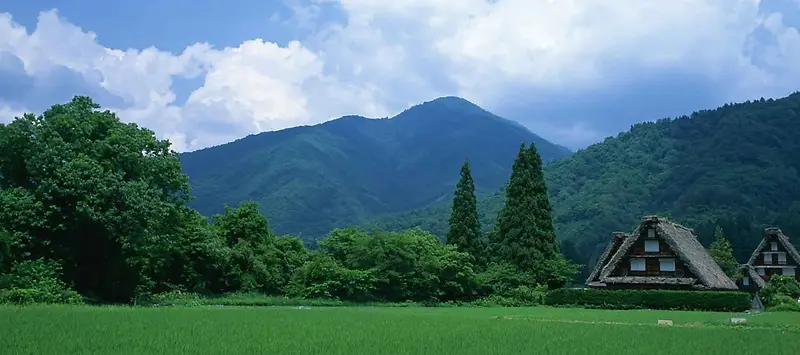 夏季绿色自然背景