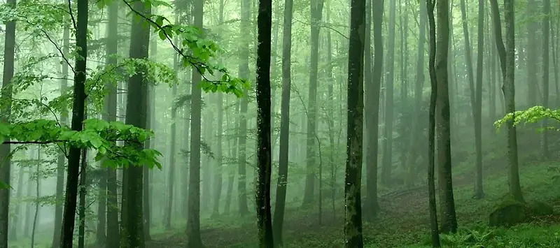 夏季绿色自然背景