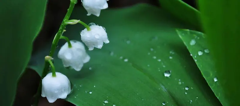 夏季绿色自然背景