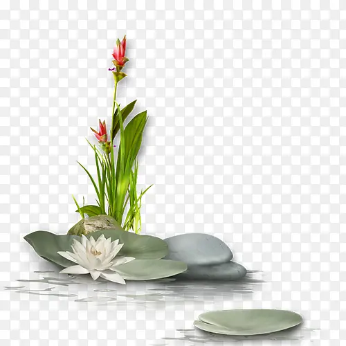 荷花，荷叶，石，装饰-1