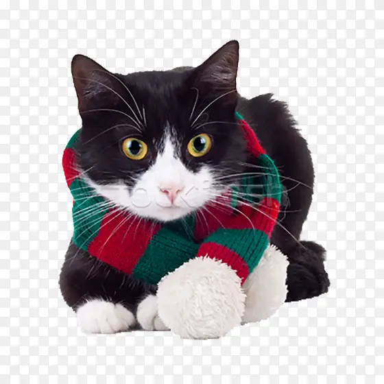 可爱黑猫