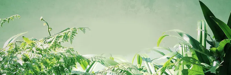 唯美植物banner背景