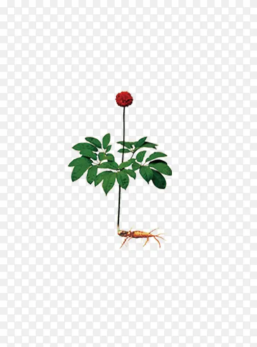 金银花