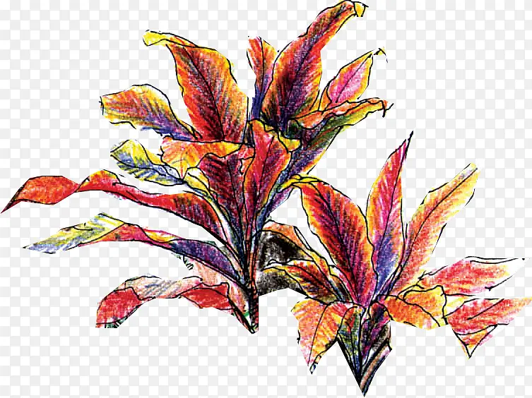 手绘红色植物花草