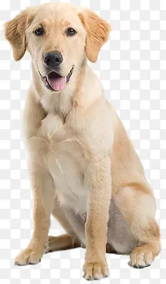 狗图片
