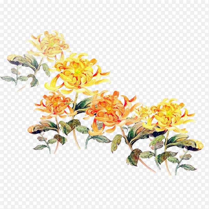菊花特写 菊花