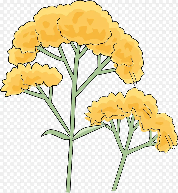 油菜花