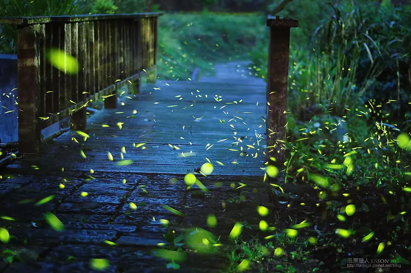 神秘树草小路树叶