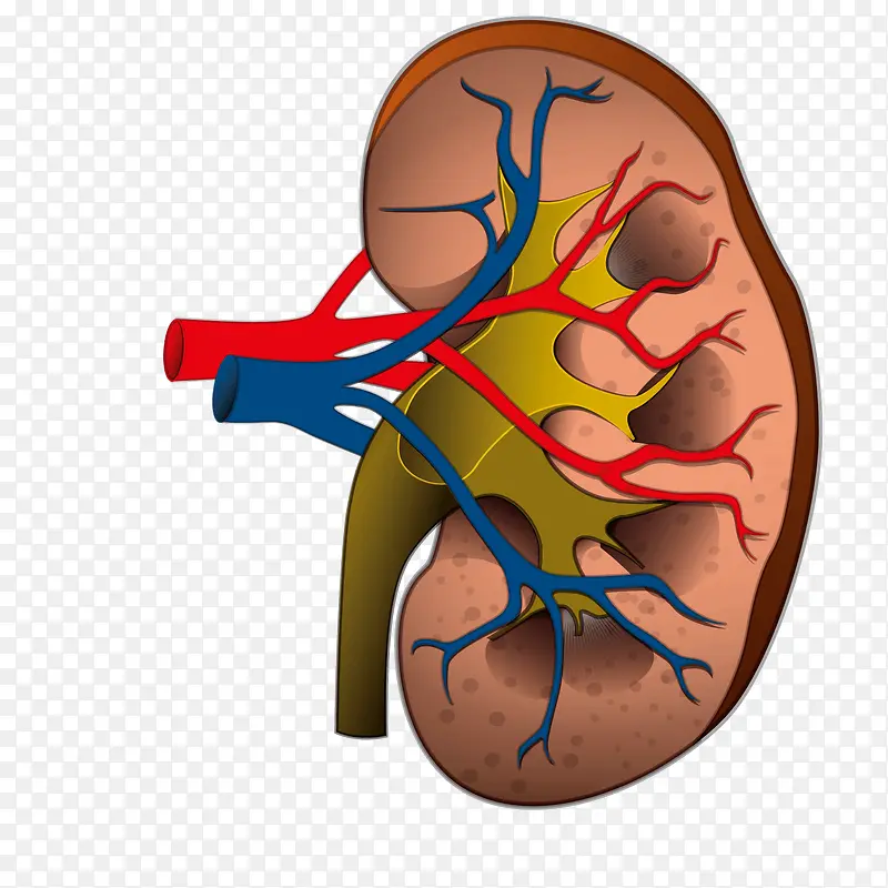 医疗肾的解剖