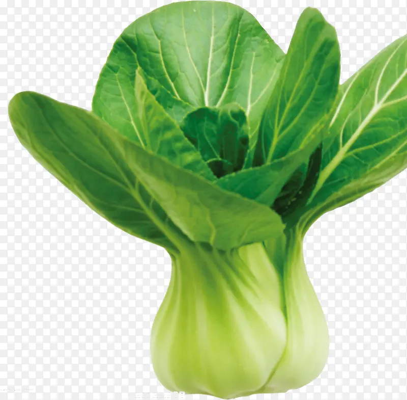 油菜