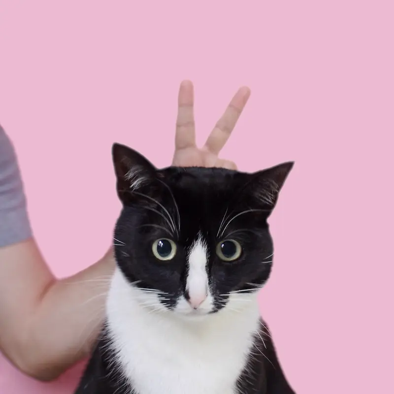 黑猫和人手海报背景