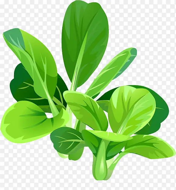 菠菜