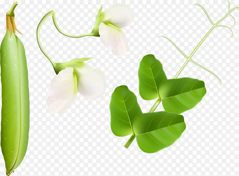 矢量手绘豌豆