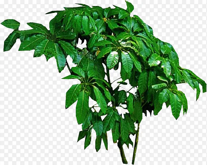 绿色高清植物树叶装饰PNG图片素材下载_图片编号10969362-PNG素材网