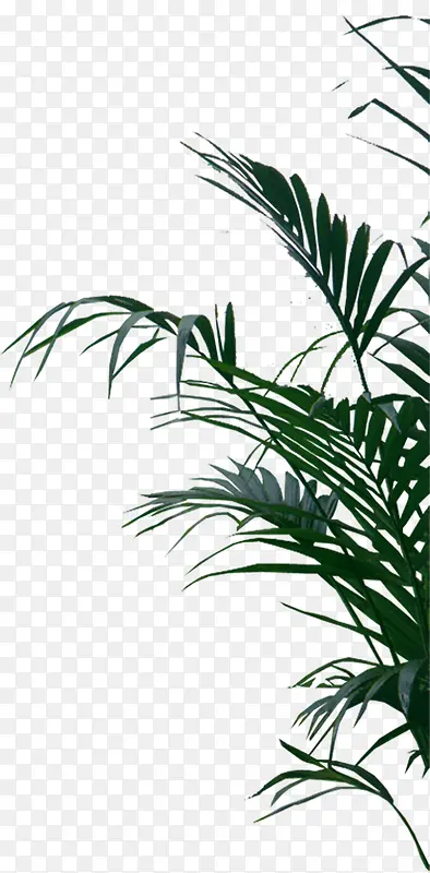 设计夏日植物叶子效果