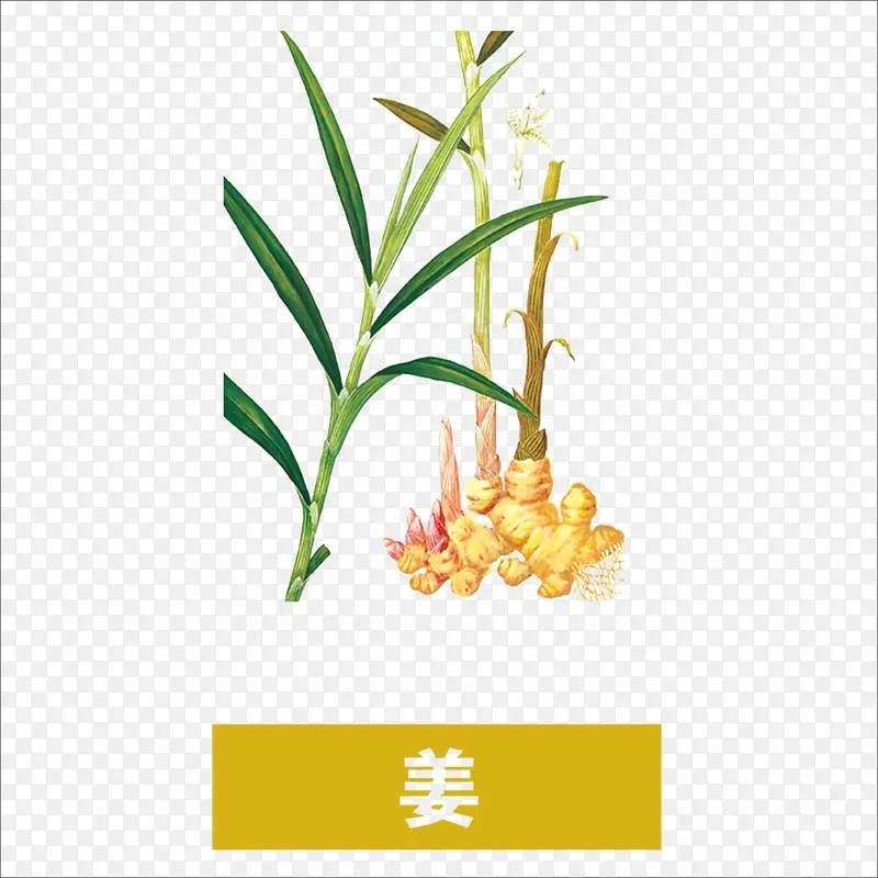 姜PNG图片素材下载_图片编号10975645-PNG素材网