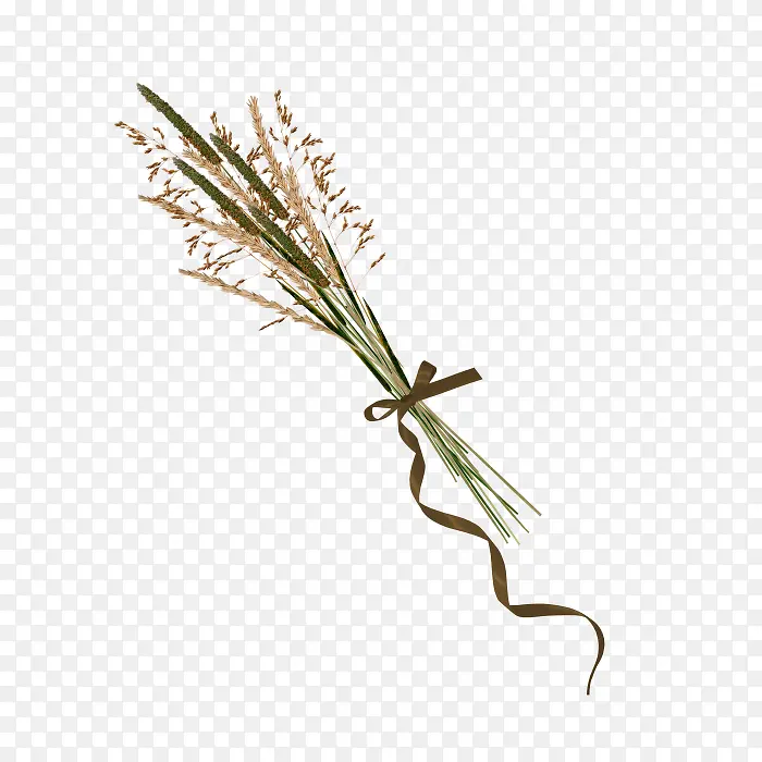 一束绿草绿色植物
