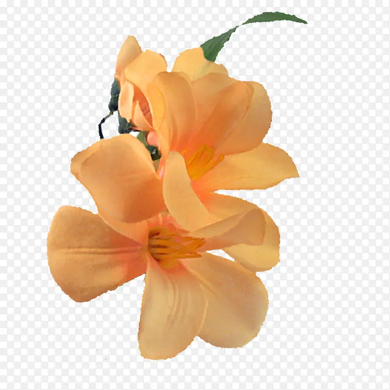花卉