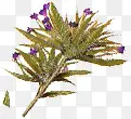 紫色小花电商海报
