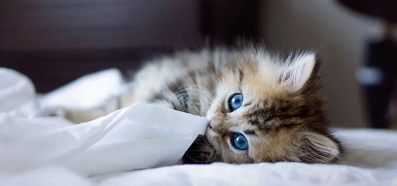 高清小猫摄影
