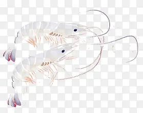 手绘虾