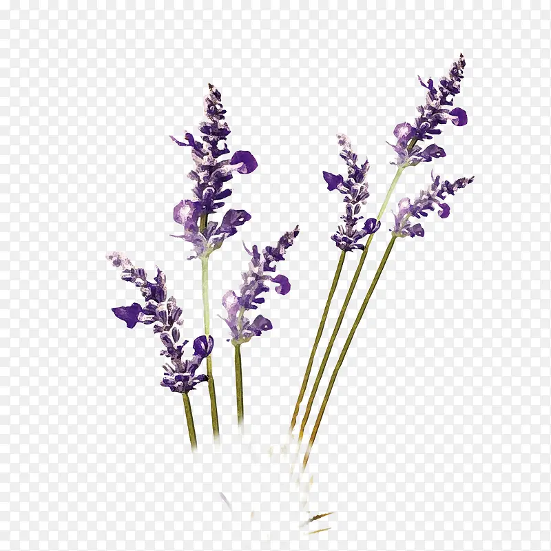 紫色薰衣草PNG图片素材下载_图片编号11008505-PNG素材网