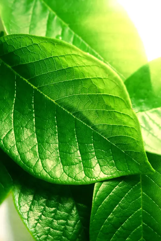 梦幻简约绿叶壁纸