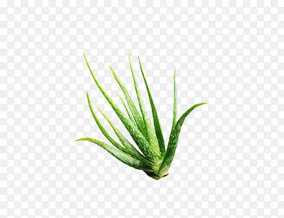 芦荟