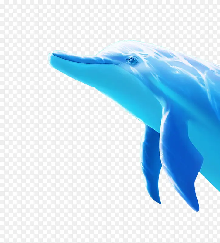 海豚